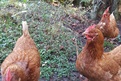 12-year-old Olivia's beautiful rescue hens, Emily, Lucy, and Evie.